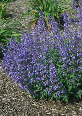 NEPETA x faassenii Junior Walker